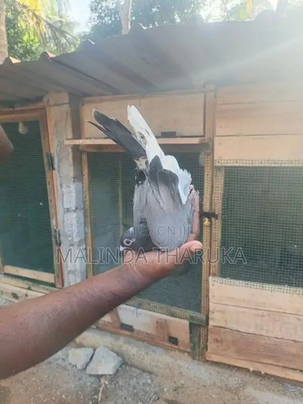 pigeon