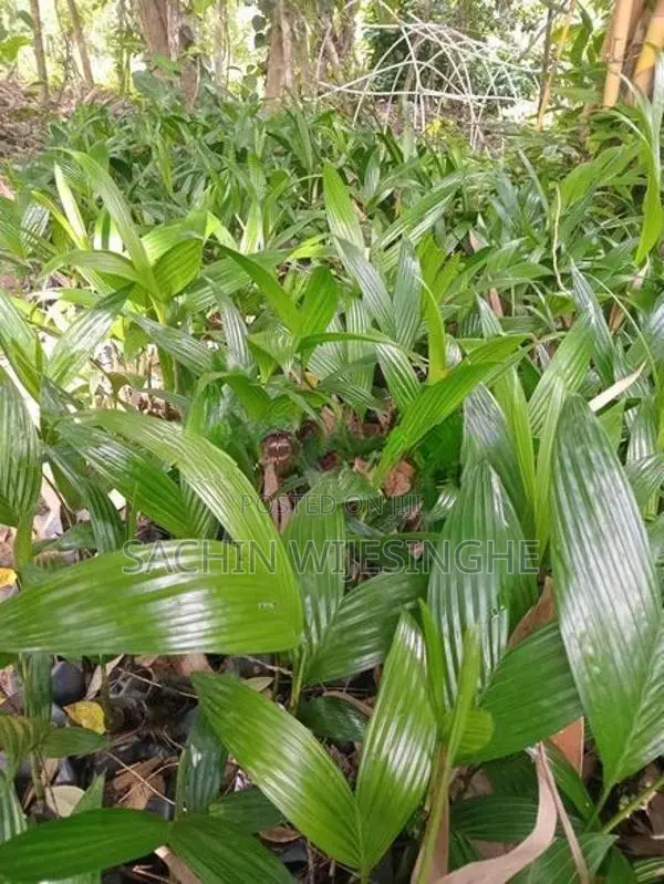 පුවක් පැල