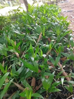 පුවක් පැල
