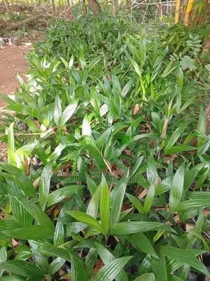 පුවක් පැල