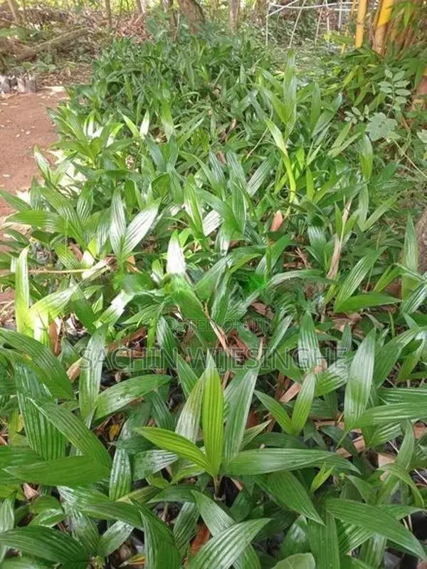 පුවක් පැල