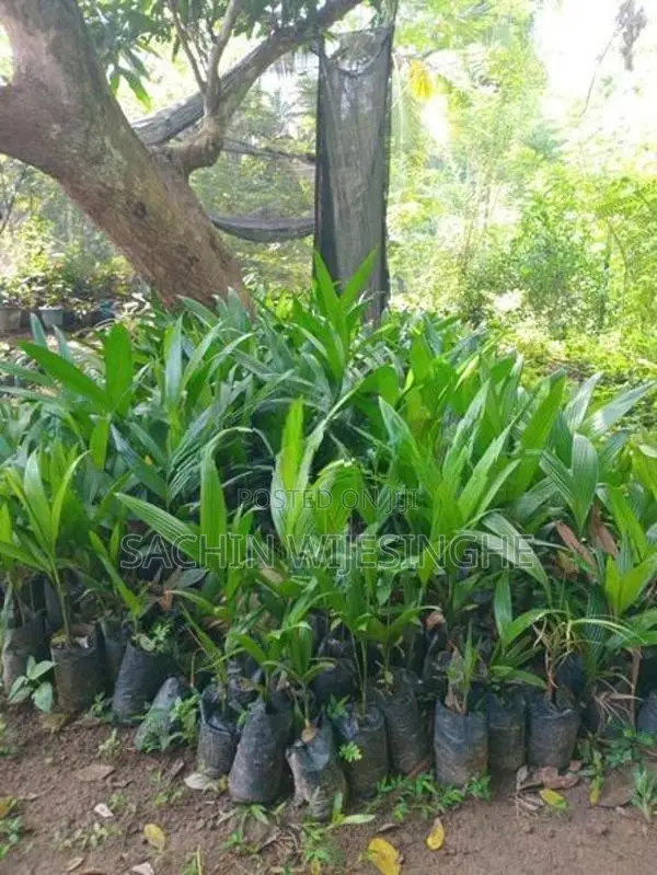 පුවක් පැල