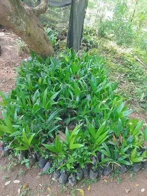 පුවක් පැල