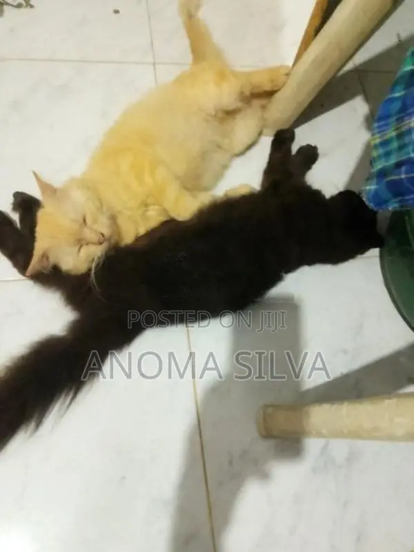 Percian cat