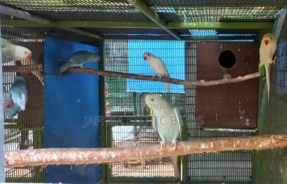 Birds - Indian Ring Necks
