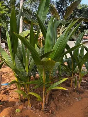 தென்னம்பிள்ளை