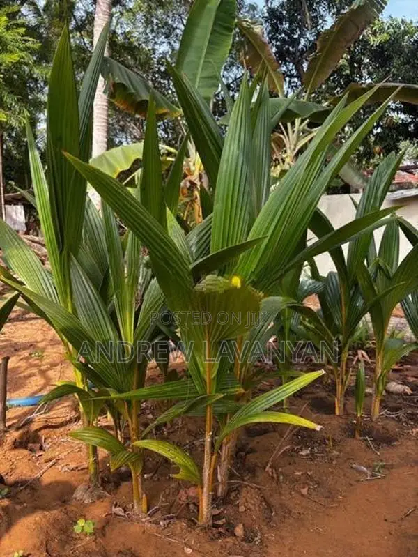 தென்னம்பிள்ளை