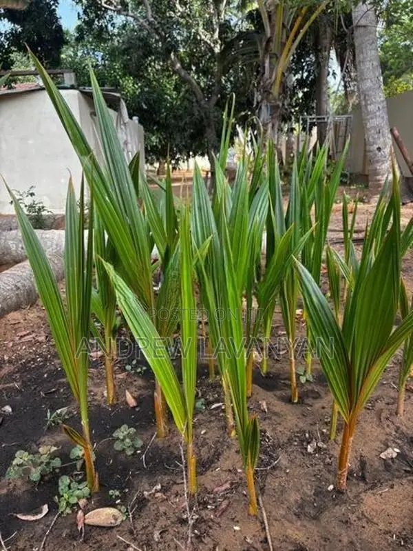 தென்னம்பிள்ளை