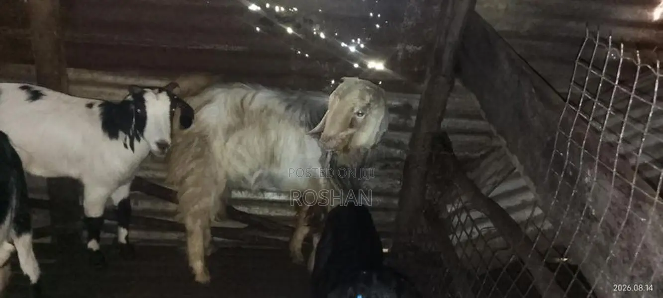 male goat