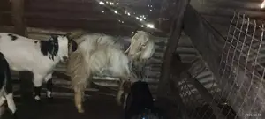 male goat