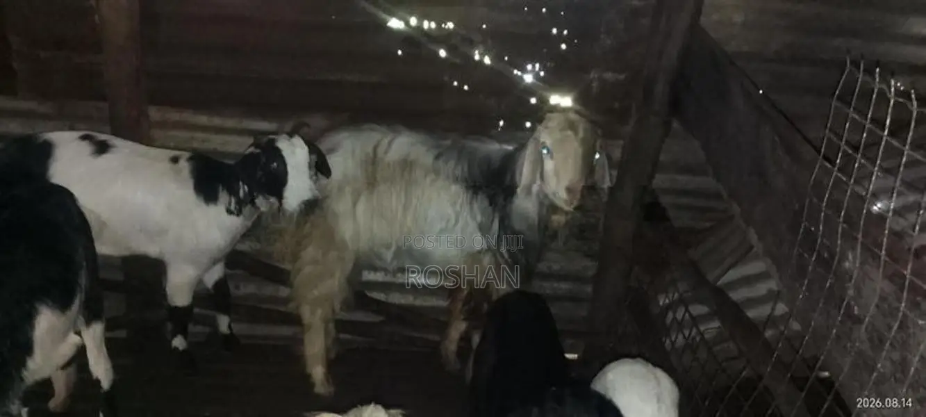 male goat