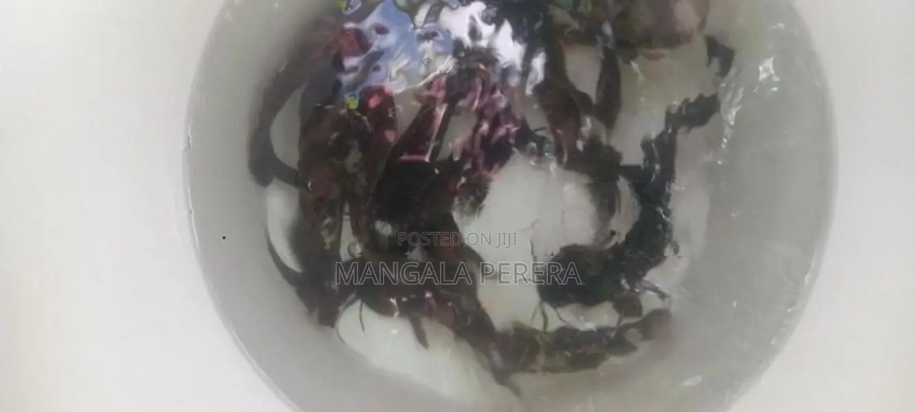 marble catfish