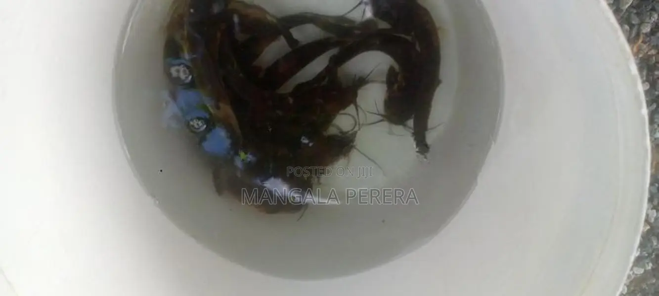 marble catfish