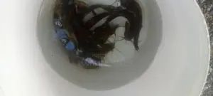 marble catfish