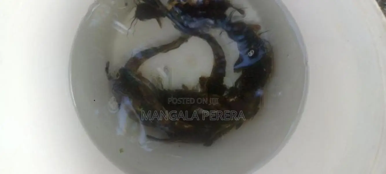 marble catfish