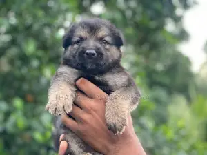 Germansheprd puppy
