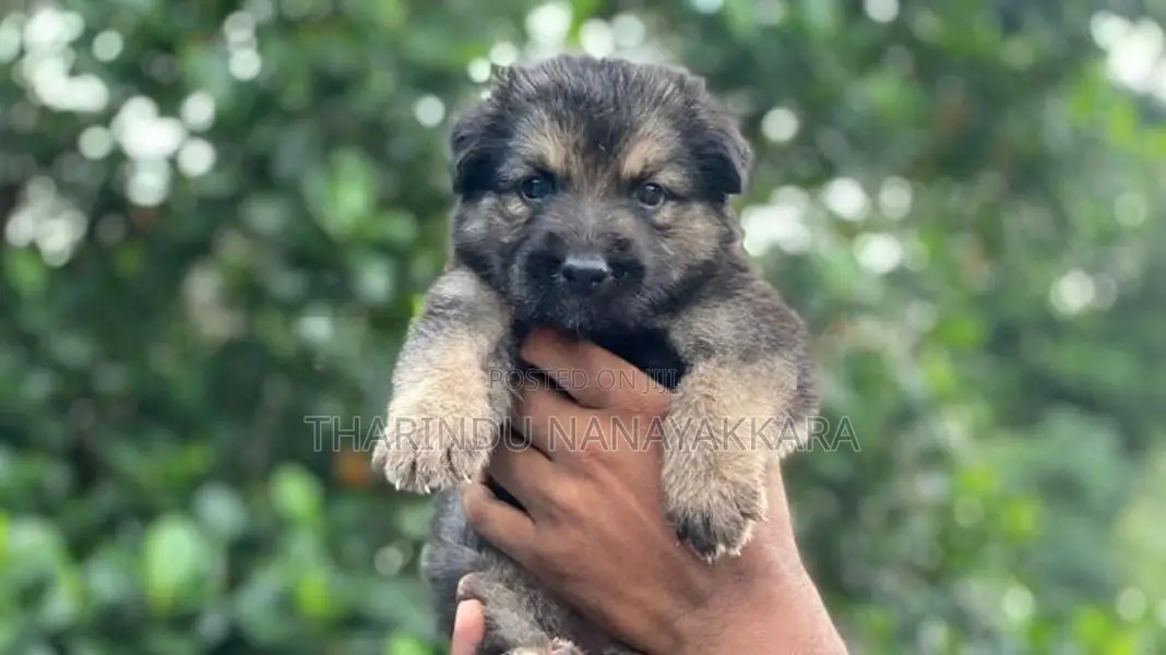 Germansheprd puppy