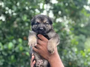 Germansheprd puppy