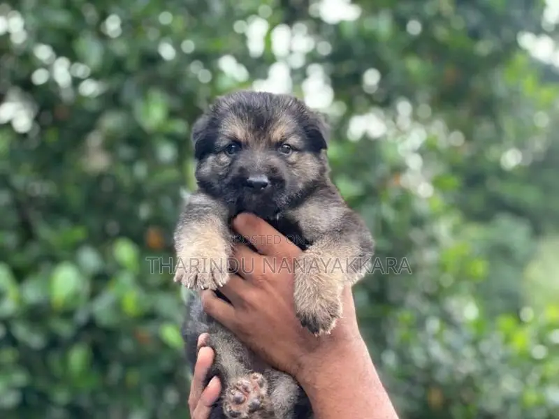 Germansheprd puppy