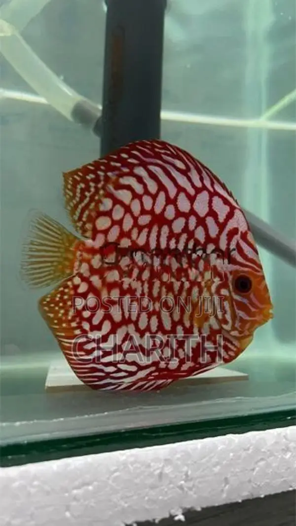 Discus Fish