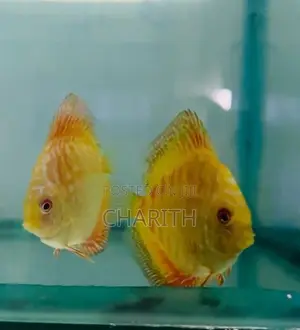 Discus Fish