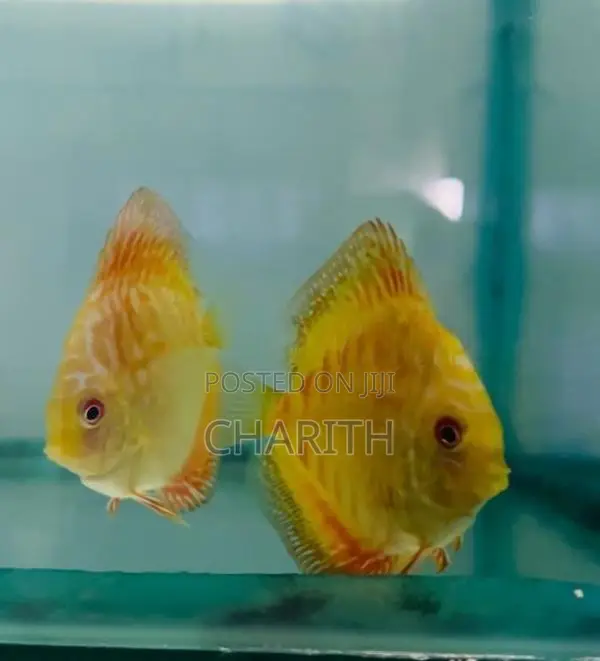 Discus Fish