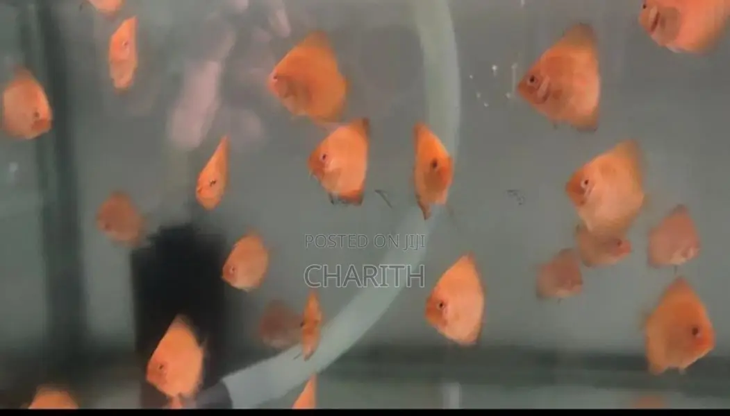 Discus Fish