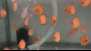 Discus Fish