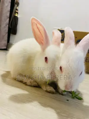 Angora Rabbit
