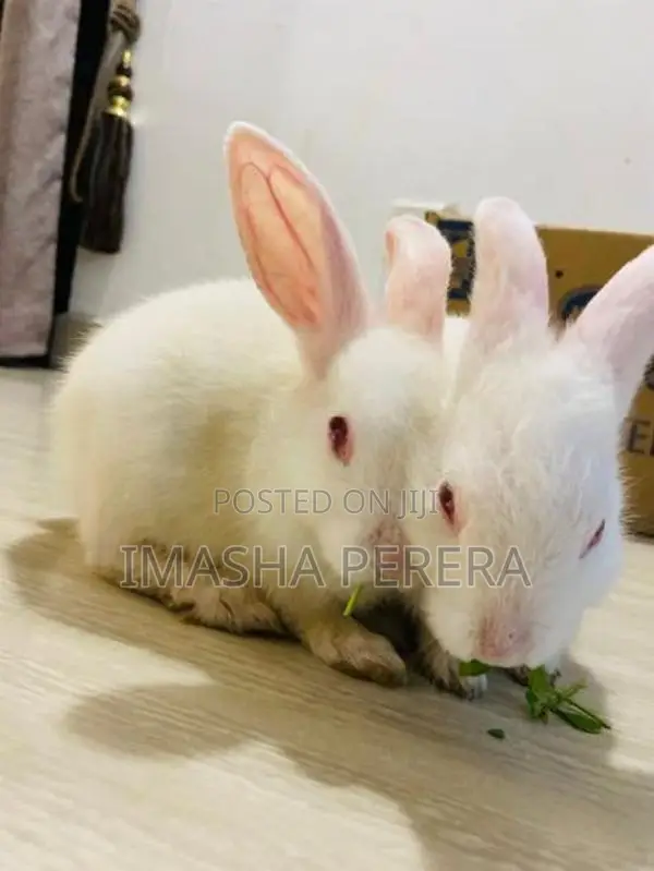 Angora Rabbit