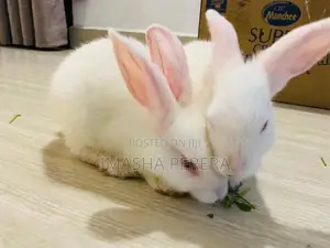 Angora Rabbit