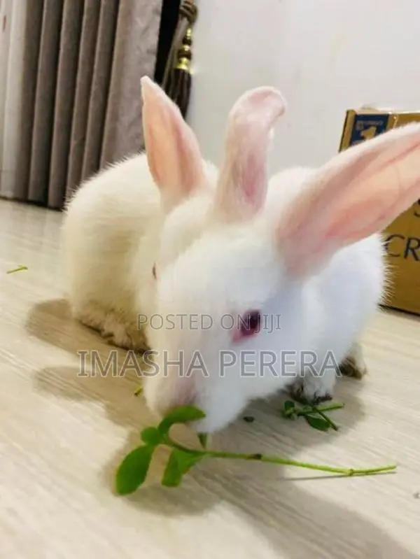 Angora Rabbit