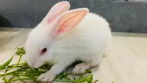 Angora Rabbit