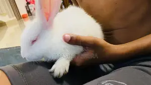 Angora Rabbit