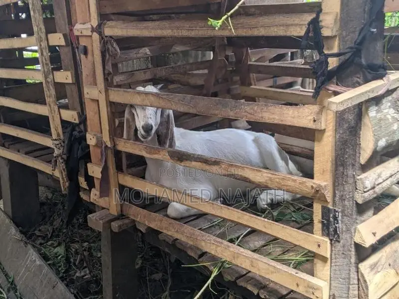 Female Goat