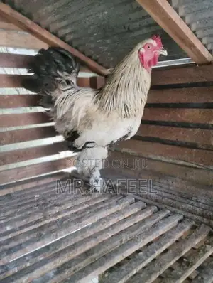 Brahma chicken