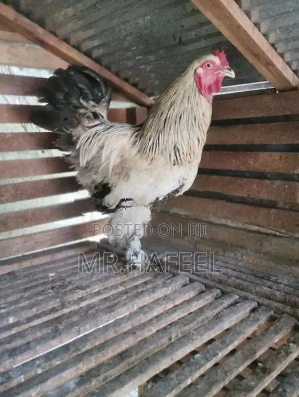 Brahma chicken