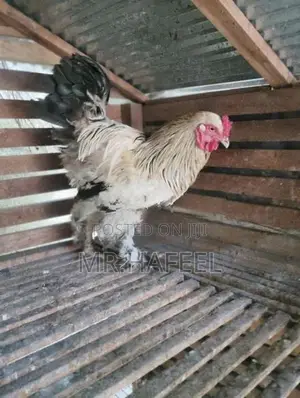 Brahma chicken