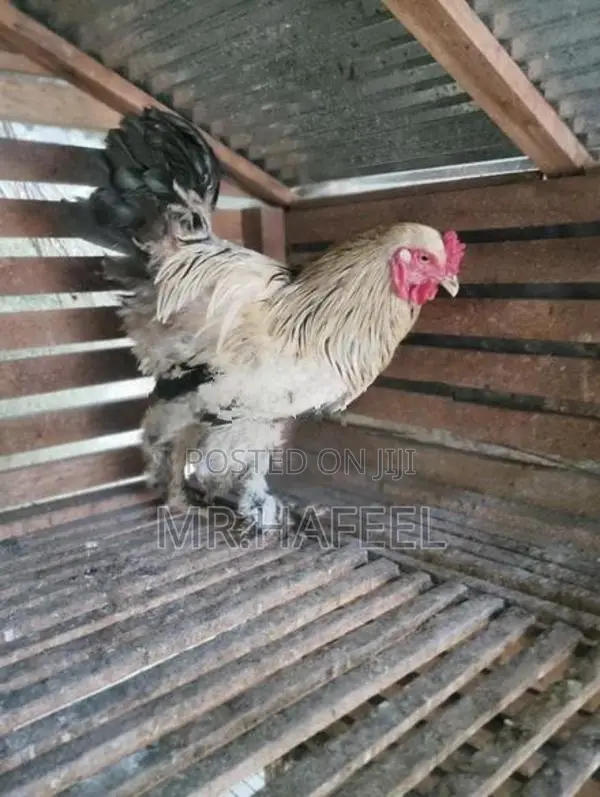 Brahma chicken