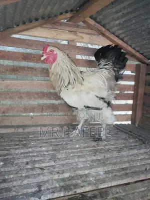 Brahma chicken