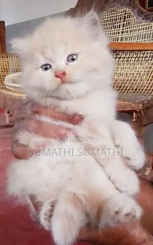 Persian Doll Face Cat