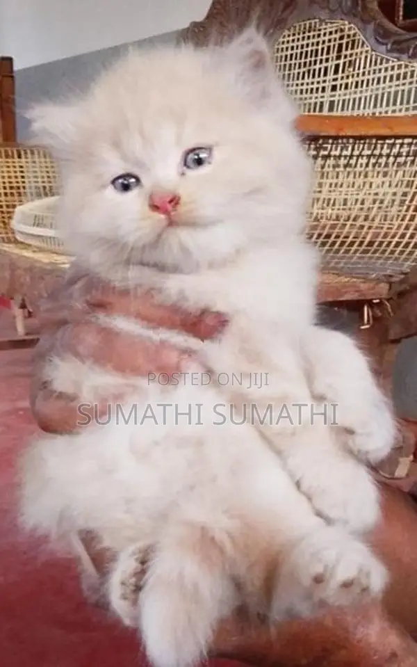 Persian Doll Face Cat