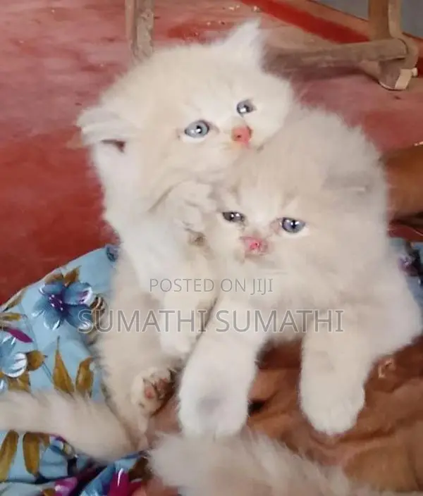 Persian Doll Face Cat