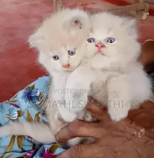 Persian Doll Face Cat