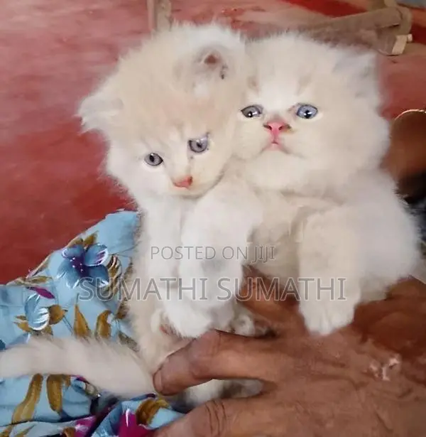 Persian Doll Face Cat