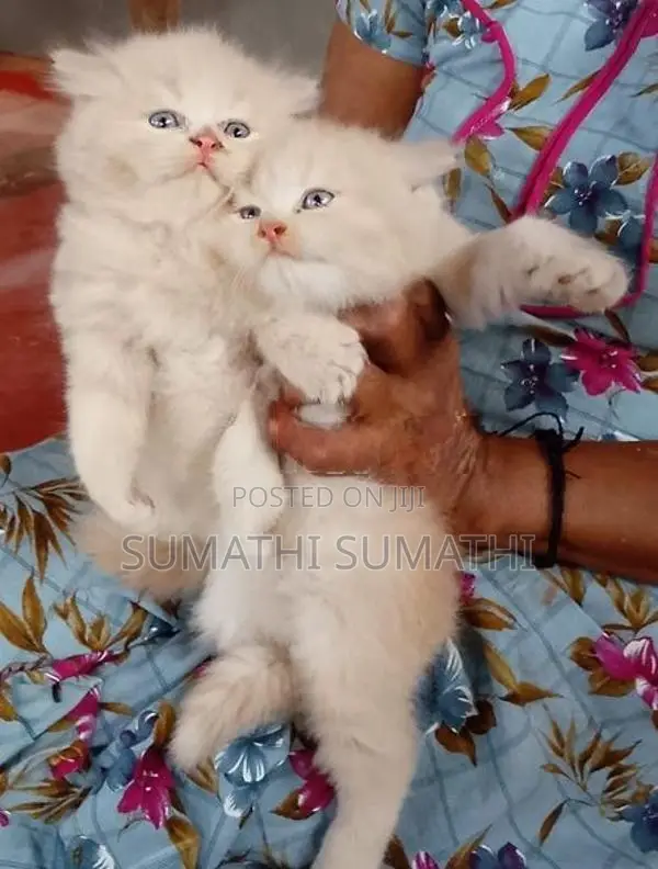 Persian Doll Face Cat