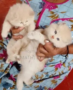 Persian Doll Face Cat