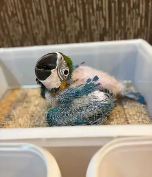Macaw bird chicks