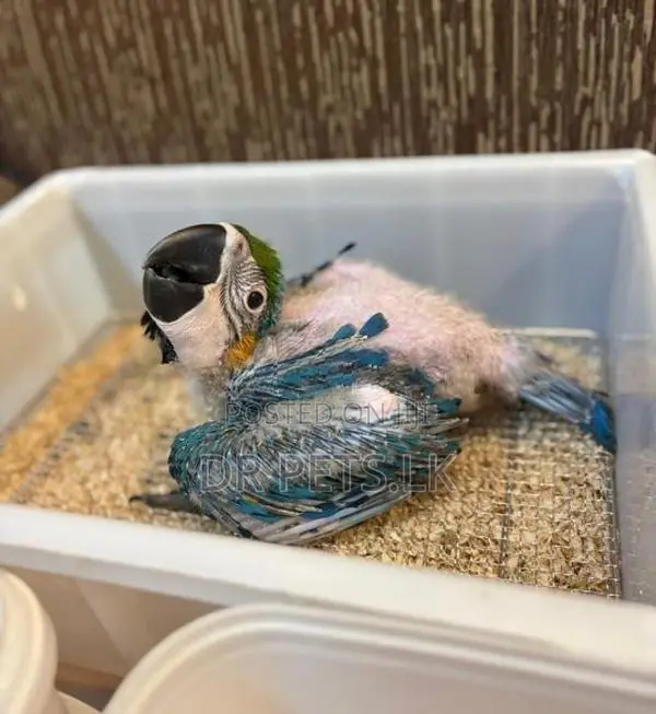 Macaw bird chicks