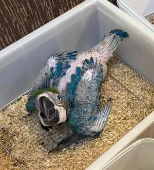Macaw bird chicks